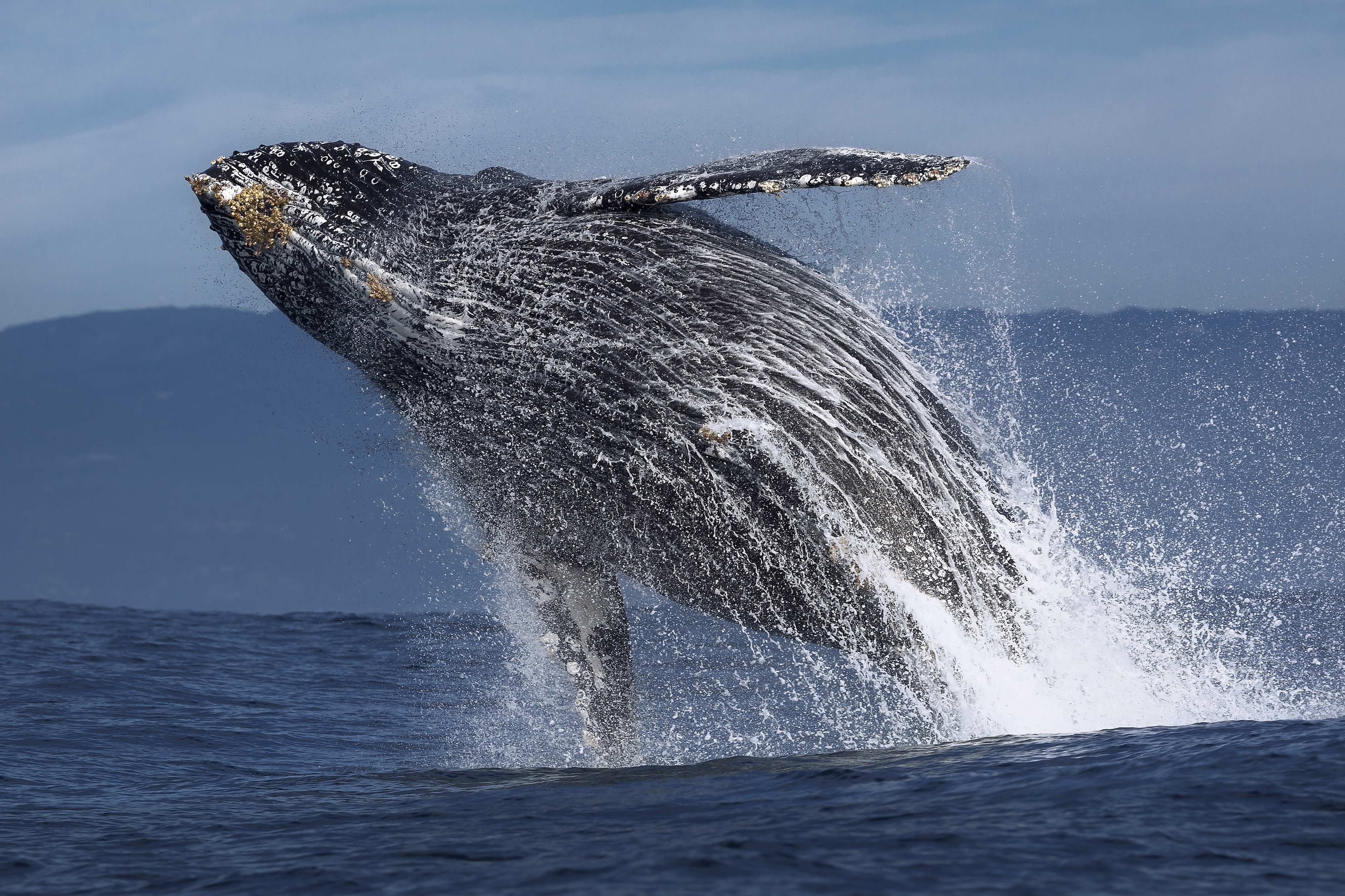 Things to do in Long Beach